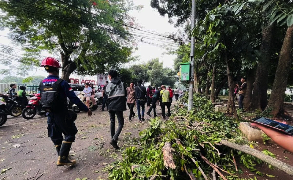 Penanganan pohon tumbang di Jalan Tentara Pelajar, Kota Bogor oleh petugas gabungan pada Jumat (1/11/2024). (Shabrina Zakaria)