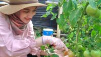 Petani Milenial Digaji Rp10 Juta Per Bulan? Ini Kata Mentan