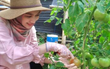 ILUSTRASI: Potret Melody Nurramdhani Laksani Eks Member JKT 48 saat berkebun, dinilai cocok jadi Duta Petani Milenial oleh netizen. (Instagram @melodylaksani92)