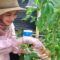 ILUSTRASI: Potret Melody Nurramdhani Laksani Eks Member JKT 48 saat berkebun, dinilai cocok jadi Duta Petani Milenial oleh netizen. (Instagram @melodylaksani92)