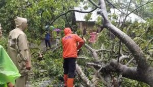 Potret Pohon Besar di Cidadap Simpenan Roboh, Sempat Halangi Jalan!
