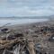 Kondisi pantai Citepus muara, Desa Citepus, Kecamatan Palabuhanratu banyak sampah.(FOTO : NANDI/ RADARSUKABUMI)