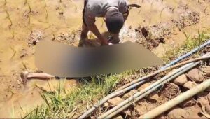 Warga Balekambang Sukabumi Ditemukan meninggal Dunia di Sawah, Diduga Penyakit Epilepsinya Kambuh