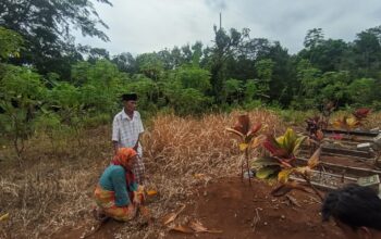Suasana saat Nenek Nani dan Aman membersihkan rumput di area makam anaknya di kampung Tegal, Desa Cibodas Kecamatan Palabuhanratu, Kabupaten Sukabumi.(FOTO : NANDI/ RADARSUKABUMI)