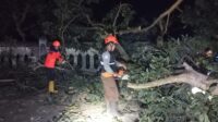 Pohon Tumbang di Taman Bahagia Sukabumi Sempat Tutup Akses Jalan