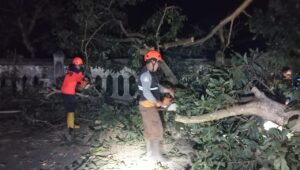 Pohon Tumbang di Taman Bahagia Sukabumi Sempat Tutup Akses Jalan
