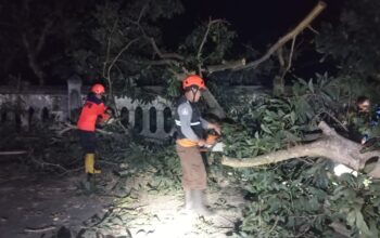 EVAKUASI POHON TUMBANG: Sejumlah petugas BPBD Kota Sukabumi saat mengevakuasi pohon tumbang di Jalan Taman Bahagia, Kelurahan Benteng, Kecamatan Warudoyong, Kamis (30/1). (FT: IST)