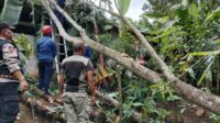 Bencana Pohon Tumbang Terjadi di Parakansalak