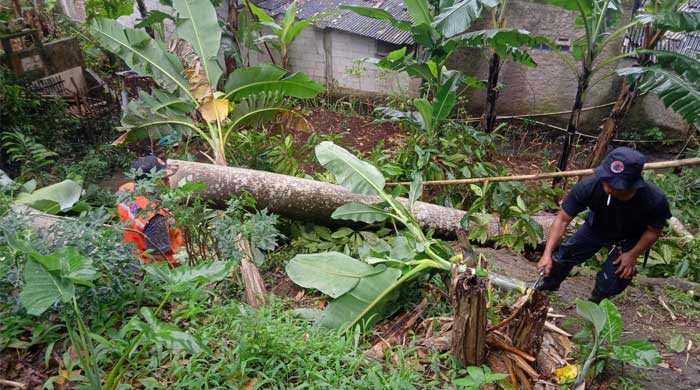 BPBD Kota Sukabumi Mitigasi Pohon di Kelurahan Cisarua