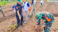 Forkompimcam Palabuhanratu Asta Cita Tanam Jagung di Buniwangi