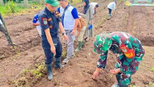 Forkompimcam Palabuhanratu Asta Cita Tanam Jagung di Buniwangi