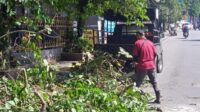 DPUTR Kota Sukabumi Pangkas 118 Pohon Rawan Tumbang