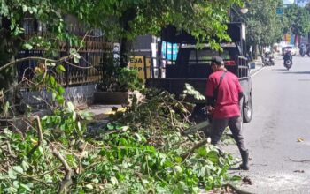 PEMANGKASAN: Sejumlah personel DPUTR Kota Sukabumi saat melakukan pemangkasan pohon di Jalan Suryakencana, Kecamatan Cikole, Kamis (2/1). (FT: BAMBANG/RADARSUKABUMI)