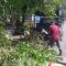 PEMANGKASAN: Sejumlah personel DPUTR Kota Sukabumi saat melakukan pemangkasan pohon di Jalan Suryakencana, Kecamatan Cikole, Kamis (2/1). (FT: BAMBANG/RADARSUKABUMI)