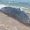 TERDAMPAR: Paus berukuran besar terdampar di pantai pasir putih, desa Ciwaru, Kecamatan Ciemas, Kabupaten Sukabumi.(FOTO : UNTUK/ RADARSUKABUMI)