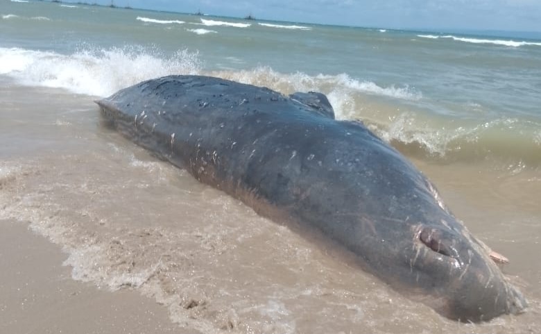 TERDAMPAR: Paus berukuran besar terdampar di pantai pasir putih, desa Ciwaru, Kecamatan Ciemas, Kabupaten Sukabumi.(FOTO : UNTUK/ RADARSUKABUMI)