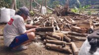 Melihat Semangat Abah Sidin Membuat Arang, Manfaatkan Kayu yang Terbawa Banjir