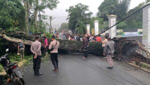 Pohon Mahoni di Jalan Selabintana Sukabumi Tumbang, Sejumlah Perkampung Mati Listrik dan Hambat Lalin