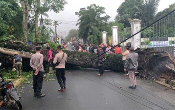 Pohon Tumbang Sukabumi