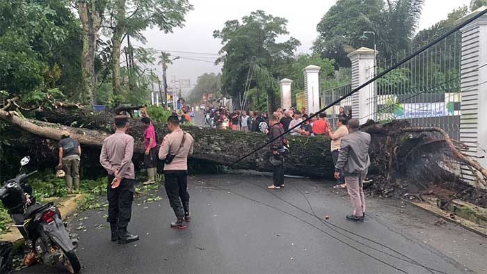 Pohon Tumbang Sukabumi