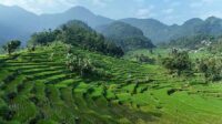 Star Energy Geothermal Salak Komitmen Pada Konservasi dan Restorasi Lingkungan