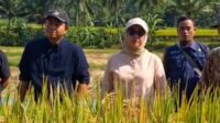 Dinas Pertanian Kabupaten Sukabumi Siap Salurkan Subsidi Pupuk Bagi Petani, Ini Kriterianya 