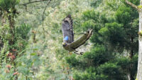 Penampakan 2 Elang Ular Bido Dilepasliarkan di Taman Nasional Gunung Gede Pangrango