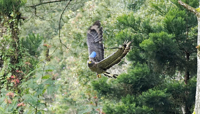 Penampakan 2 Elang Ular Bido Dilepasliarkan di Taman Nasional Gunung Gede Pangrango