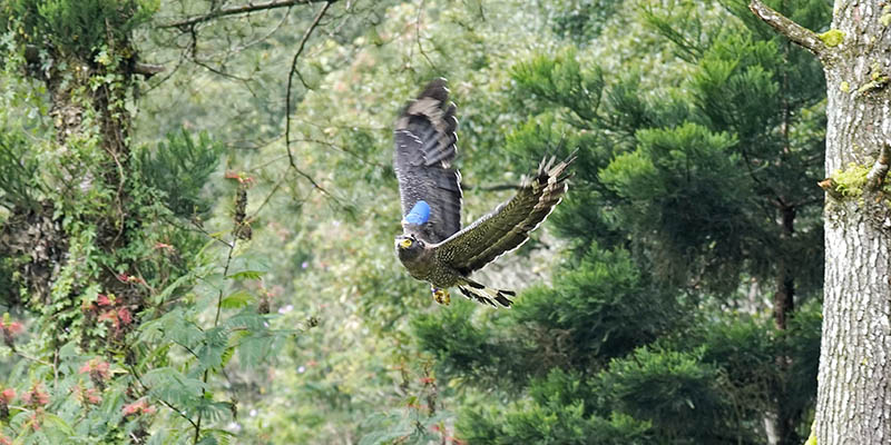 Salah satu Elang Ular bido yang dilepasliarkan di Taman Nasional Gunung Gede Pangrango/Istimewa