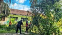 BPBD Kota Sukabumi Mitigasi Pemangkasan Pohon di SDN 3 Cibeureum