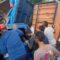 LAKALANTAS : Truk Terguling Timpa Kendaraan Lain Hingga Ringsek di Palabuhanratu Sukabumi.(FOTO : NANDI/ RADARSUKABUMI)