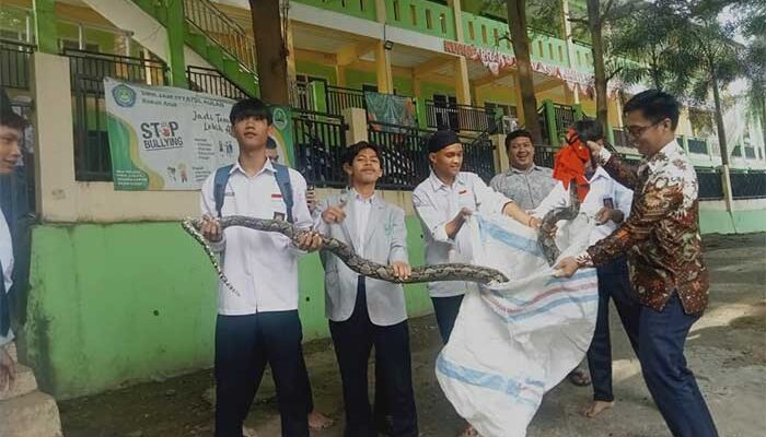 Siswa dan Guru SMK di Palabuhanratu Tangkap Ular Piton