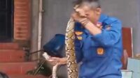 Tim Animal Rescue Damkar Kota Sukabumi Taklukkan Ular Piton