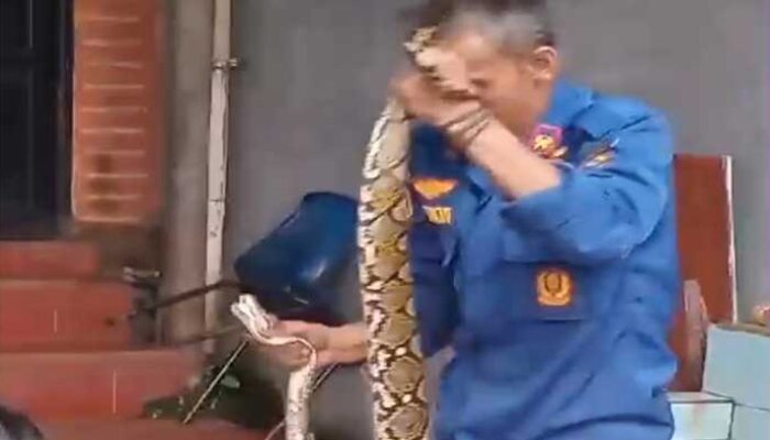 Tim Animal Rescue Damkar Kota Sukabumi Taklukkan Ular Piton