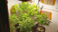 Kecanduan Narkoba, Pria Bandung Berkebun Ganja di Rumah