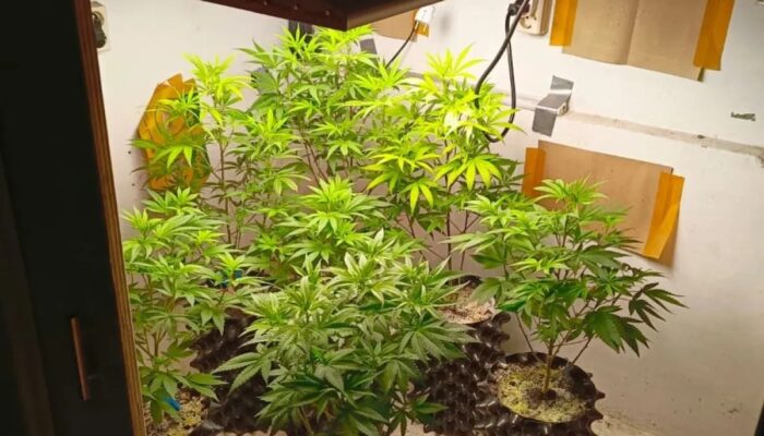 Kecanduan Narkoba, Pria Bandung Berkebun Ganja di Rumah