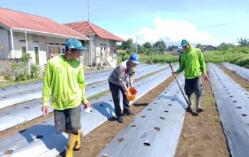 Jaga Ketahanan Pangan, Polsek Cibadak Dampingi Penanaman Bibit Timun