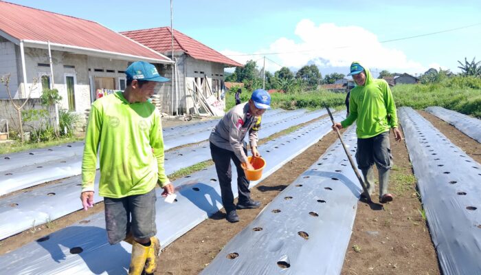Jaga Ketahanan Pangan, Polsek Cibadak Dampingi Penanaman Bibit Timun