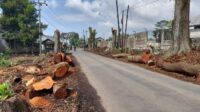 Alasan Dinas PU Tebang  Belasan Pohon di Sekitar Proyek Tol Bocimi