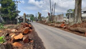 Alasan Dinas PU Tebang  Belasan Pohon di Sekitar Proyek Tol Bocimi