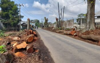 DIPANGKAS : Suasana pohon pasca dipangkas di sepanjang ruas jalan Nagrak, Kabupaten Sukabumi.(FOTO : UNTUK RADAR SUKABUMI)