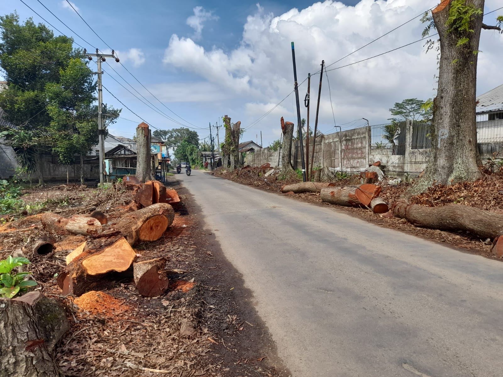 DIPANGKAS : Suasana pohon pasca dipangkas di sepanjang ruas jalan Nagrak, Kabupaten Sukabumi.(FOTO : UNTUK RADAR SUKABUMI)