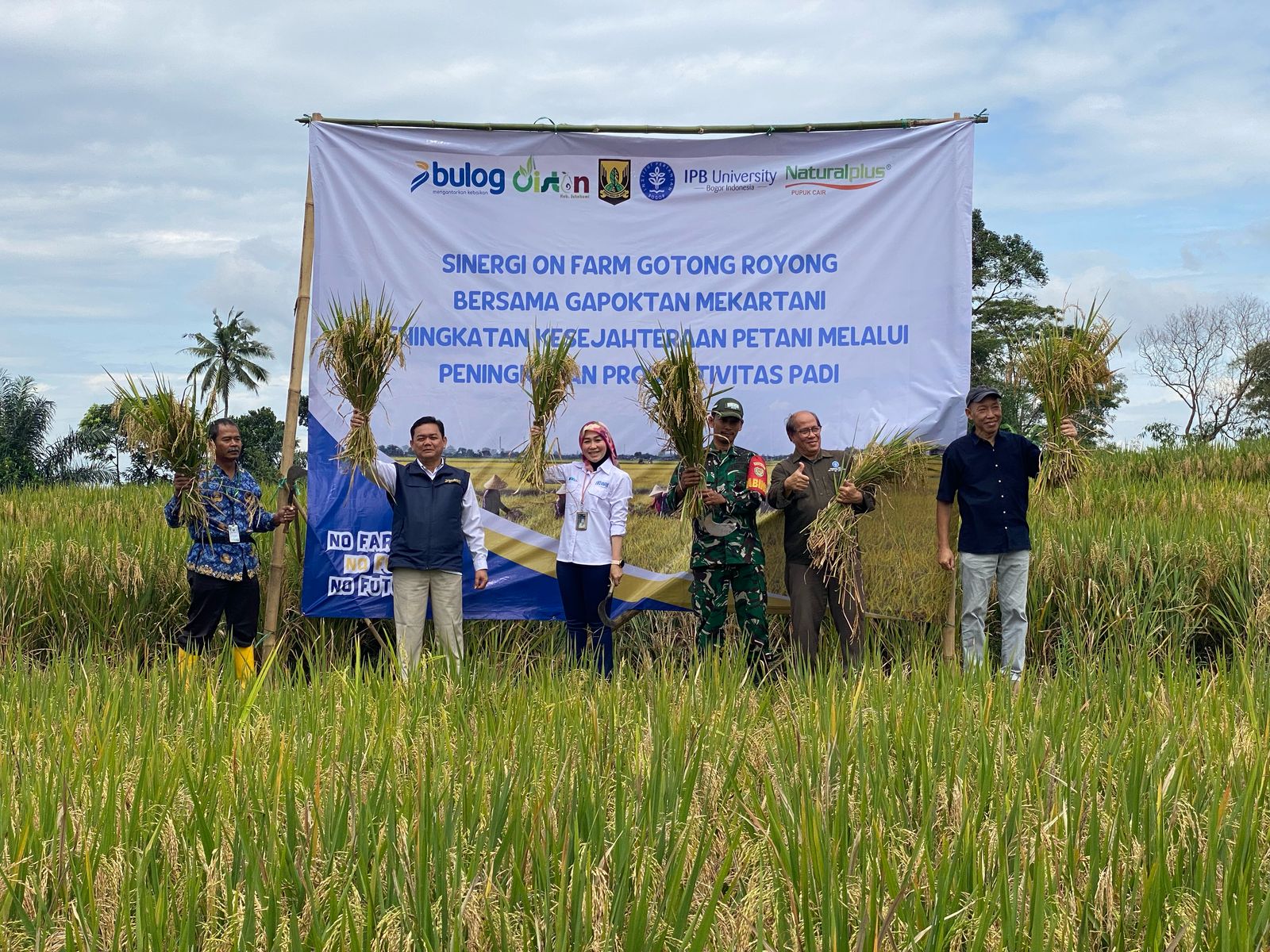 DIPANEN : Wakil Pimpinan Bulog Cianjur, Deny bersama Dinas Pertanian Kabupaten Sukabumi, saat meninjau panen padi on farm gotong royong Gapoktan Mekartani, di Kampung Kebon Pedes, RT 02/RW 08, Desa Jambenenggang, Kecamatan Kebonpedes, Kabupaten Sukabumi, pada Senin (17/03).(FOTO : UNTUK RADAR SUKABUMI)