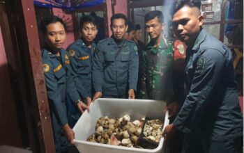 DIAMANKAN : Ditjen Gakkum Kehutanan, Kementerian Kehutanan, saat mengamankan bagian tubuh satwa dilindungi di wilayah Kabupaten Sukabumi yang hendak dijual ke luar negeri.(FOTO : UNTUK RADAR SUKABUMI)