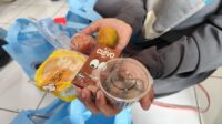 Alasan Program MBG Ramadhan, Menu Makanannya Diganti Tak Cepat Basi 