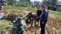 Danramil Warudoyong dan Bulog Serap Gabah Petani Sebanyak 4 Ton di Dayeuhluhur Sukabumi