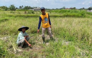 TERLANTAR : Ketua Mitra Air Desa Ciheulang Tonggoh, Dedi (45) bersama petani, saat menunjukan lahan pertanian yang terlantar akibat tidak teraliri air di Kampung Kamandoran, RW 10 Desa Karangtengah, Kecamatan Cibadak, Kabupaten Sukabumi pada Selasa (08/04).(FOTO : UNTUK RADAR SUKABUMI)