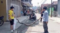 Bikin Heboh, Ular Sanca 15 Kilogram Muncul di Halaman Rumah Warga Cibadak