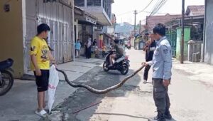 Bikin Heboh, Ular Sanca 15 Kilogram Muncul di Halaman Rumah Warga Cibadak