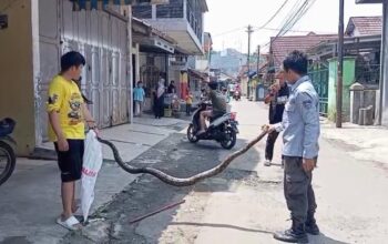 DIEVAKUASI : Anggota Exalos Rescue Regional Sukabumi, saat mengevakuasi ular sanca kembang di Kampung Bojong Setra, RT 03/RW 001, Kelurahan/Kecamatan Cibadak, Kabupaten Sukabumi pada Rabu (16/05).(FOTO : UNTUK RADAR SUKABUMI)